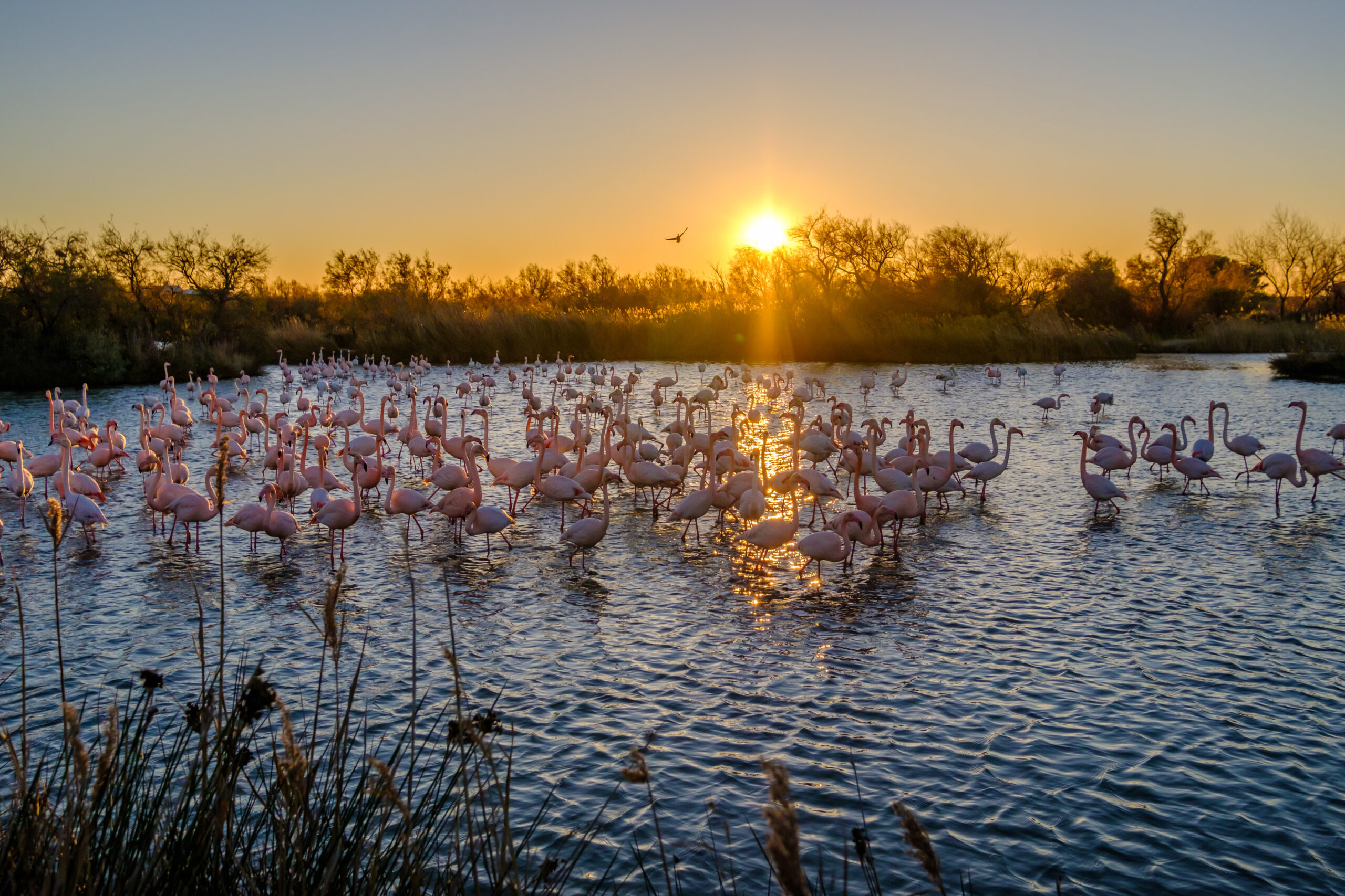 Les flamants roses dans l'étang. Coucher de soleil. Camargue, France.